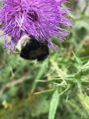 Bombus