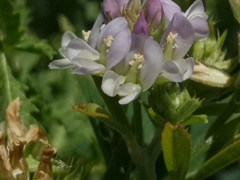 Medicago sativa
