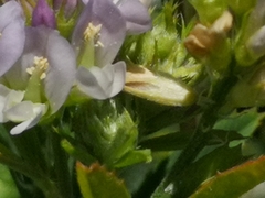 Medicago sativa