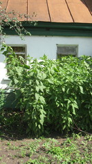 Helianthus tuberosus