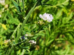 Medicago sativa