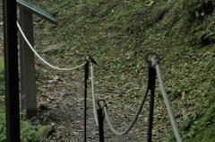 Muscicapa ferruginea