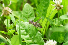 Platycleis grisea