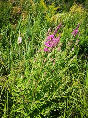 Lythrum salicaria
