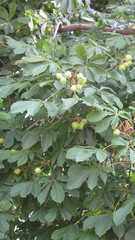 Aesculus hippocastanum