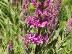 Lythrum salicaria
