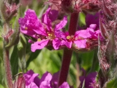 Lythrum salicaria