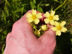 Potentilla recta