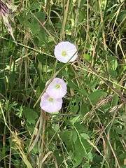 Convolvulus arvensis