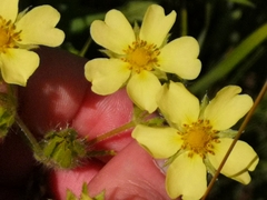 Potentilla recta
