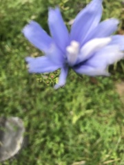 Cichorium intybus