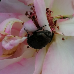 Protaetia morio