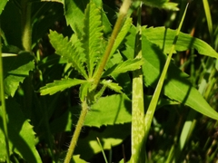 Potentilla recta