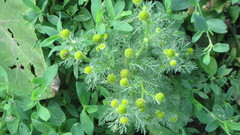 Matricaria discoidea