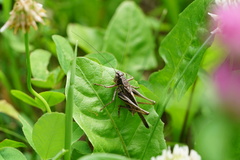 Platycleis grisea