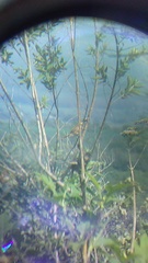 Campylorhynchus gularis