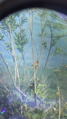 Campylorhynchus gularis