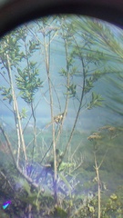 Campylorhynchus gularis