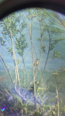 Campylorhynchus gularis