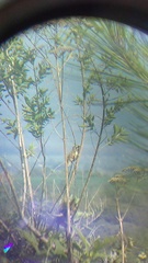 Campylorhynchus gularis