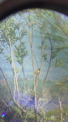 Campylorhynchus gularis