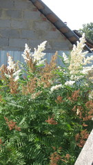 Sorbaria sorbifolia
