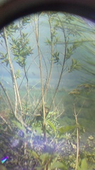 Campylorhynchus gularis