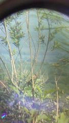 Campylorhynchus gularis