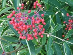 Sambucus racemosa