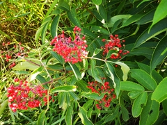 Sambucus racemosa