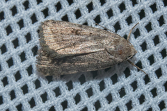 Athetis gluteosa