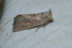 Photedes fluxa