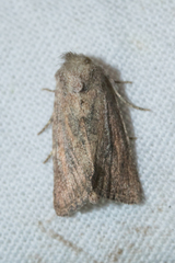 Photedes fluxa