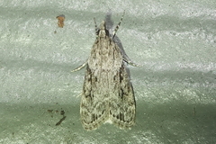 Eudonia spenceri