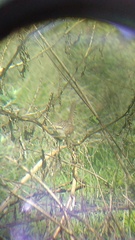 Campylorhynchus gularis