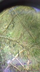 Campylorhynchus gularis