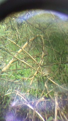 Campylorhynchus gularis