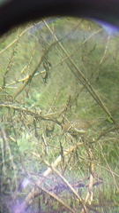 Campylorhynchus gularis