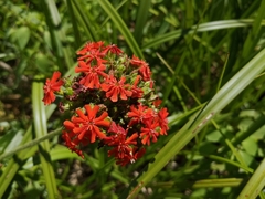Silene chalcedonica