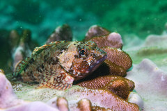 Sebastiscus marmoratus