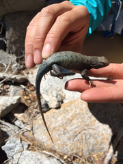 Sceloporus graciosus vandenburgianus