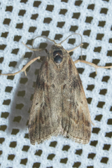 Hypochalcia propinquella