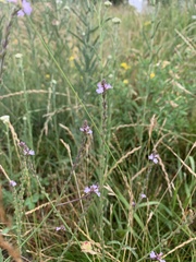 Verbena officinalis
