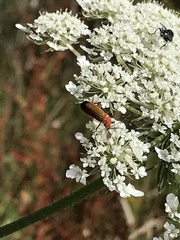 Rhagonycha fulva