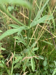 Verbena officinalis
