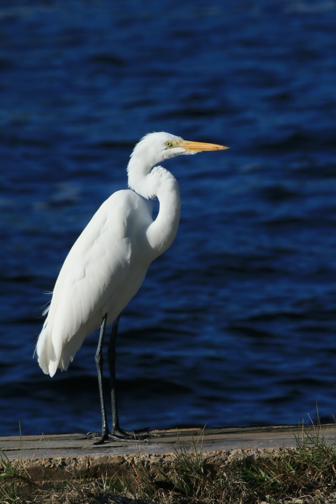 Great Egret juvenile – Jenkins Point – SIB