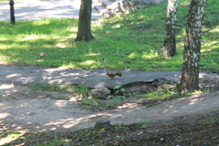 Sciurus vulgaris