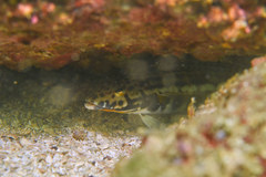 Parapercis kamoharai