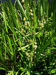 Sparganium eurycarpum