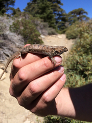 Sceloporus graciosus vandenburgianus
